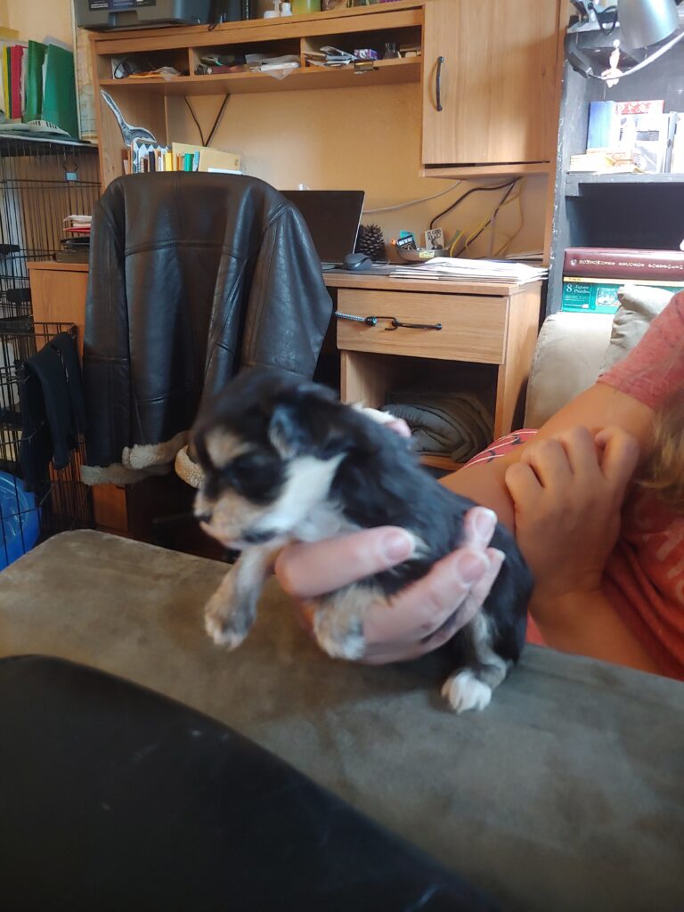 austin texas morkie puppies for sale